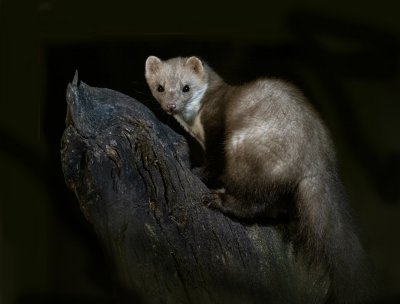 Stone-marten