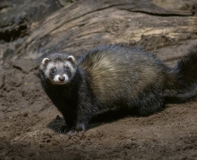 Polecat