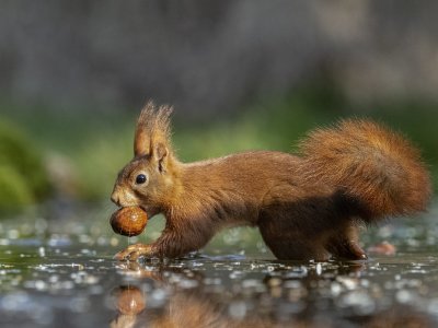 Squirrel