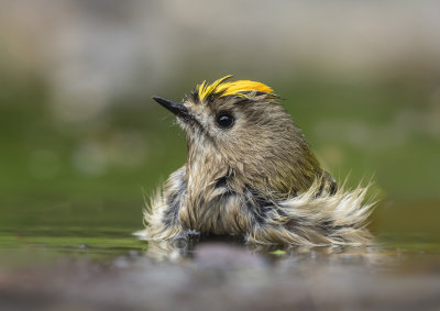 Goldcrest