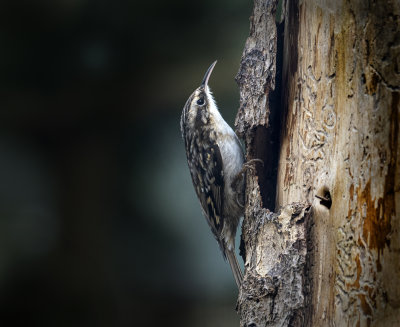 Short-toed Treecreeper