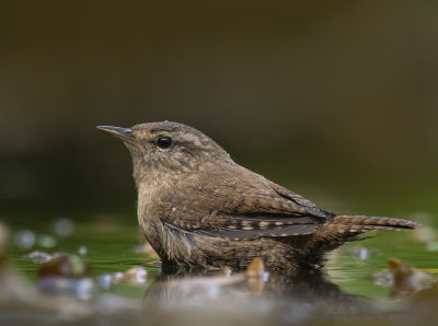 Wren