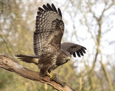 Buizerd met prooi