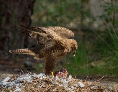 Buizerd met prooi (duif)