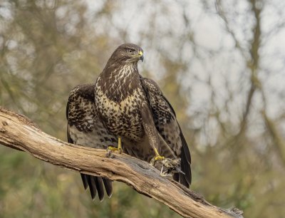 Buizerd met spreeuw