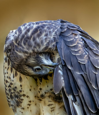 Buizerd , Veren poetsend