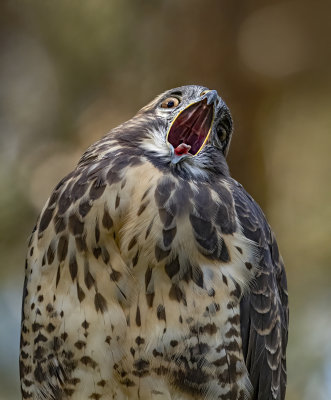 Buizerd: de schreeuw.