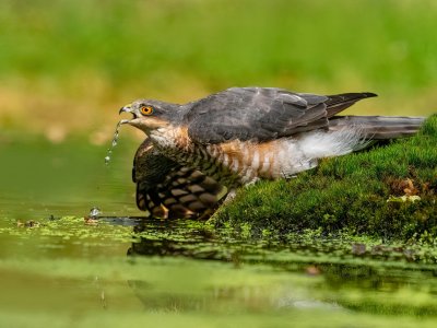 Sparrowhawk