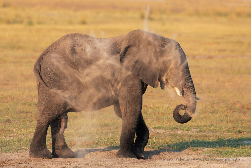 African Elephant - Loxodonta africana