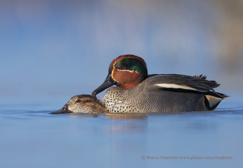 Green-winged Teal  - Anas crecca