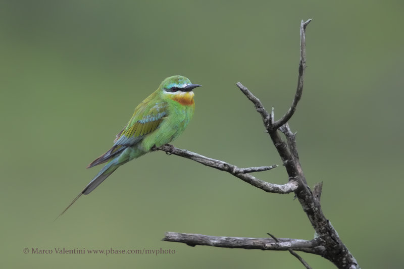 Blue-cheeked Bee-eater - Merops persicus