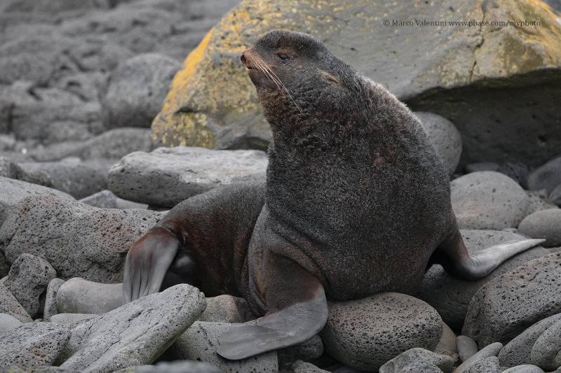 Northern fur-seal - Callorhinus ursinus