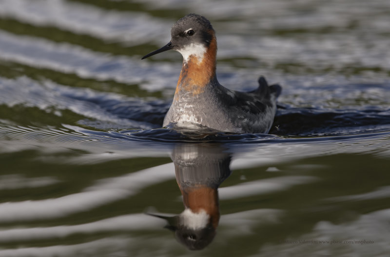 Red-necked Phalarope - Phalaropus lobatus