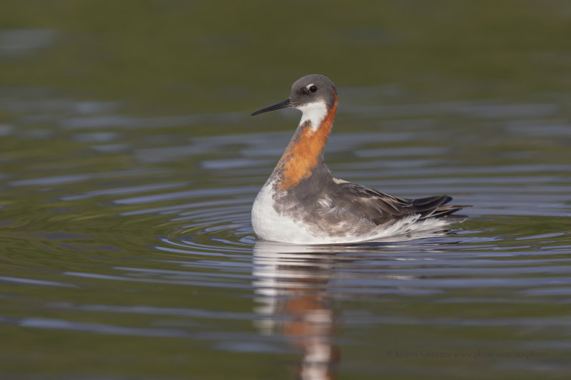 Red-necked Phalarope - Phalaropus lobatus