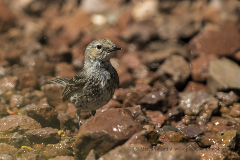 Cape May Warbler - Setophaga tigrina