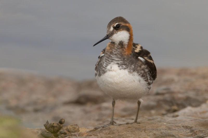 Red-necked Phalarope - Phalaropus lobatus