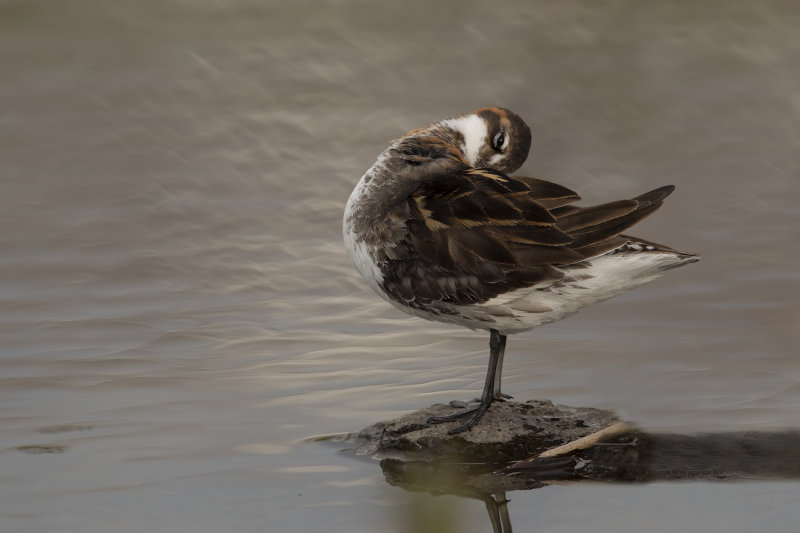 Red-necked Phalarope - Phalaropus lobatus