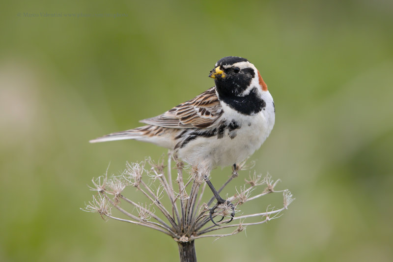 Lapland Longspur - Calcarius lapponicus