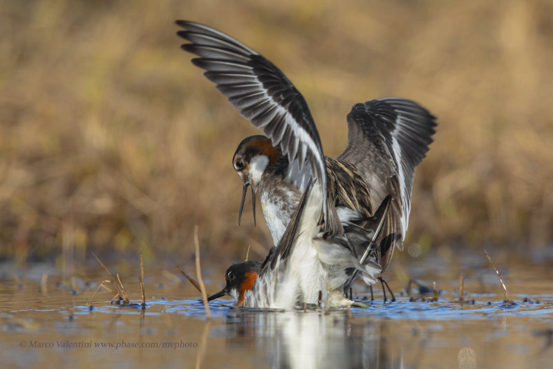 Red-necked Phalarope - Phalaropus lobatus