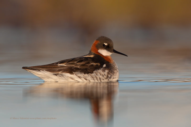 Red-necked Phalarope - Phalaropus lobatus