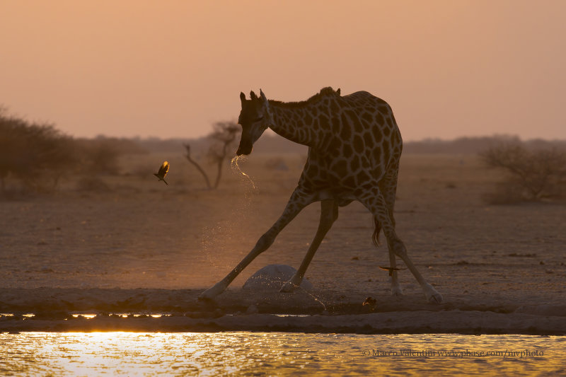 Giraffe - Giraffa camelopardalis angolensis