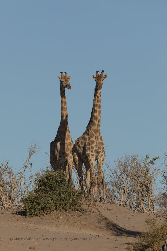 Giraffe - Giraffa camelopardalis angolensis