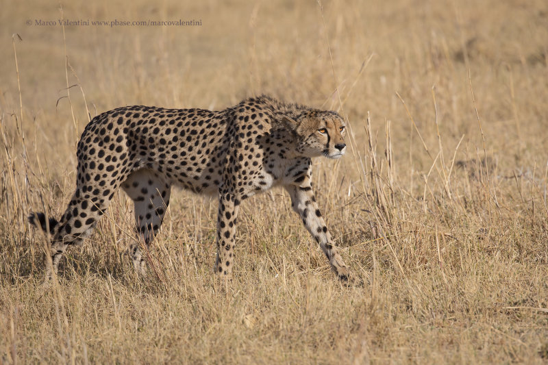 Cheetah - Acinonyx jubatus