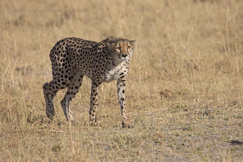 Cheetah - Acinonyx jubatus