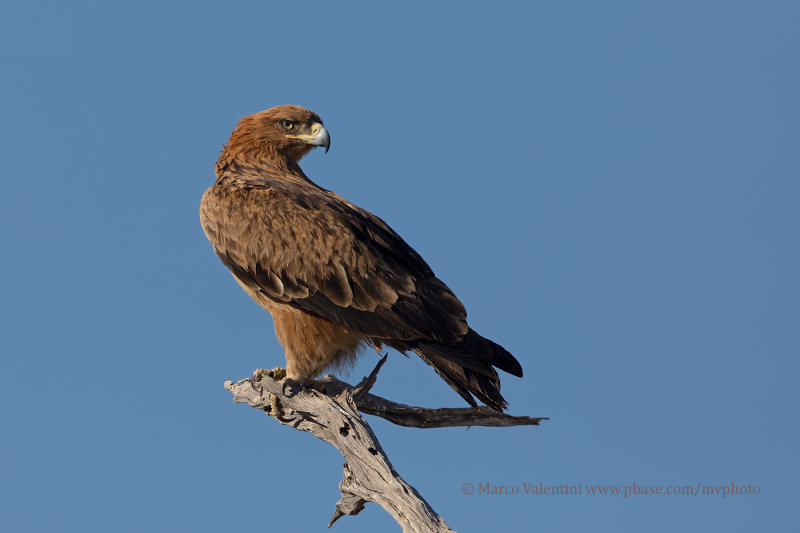 Tawny Eagle - Aquila rapax