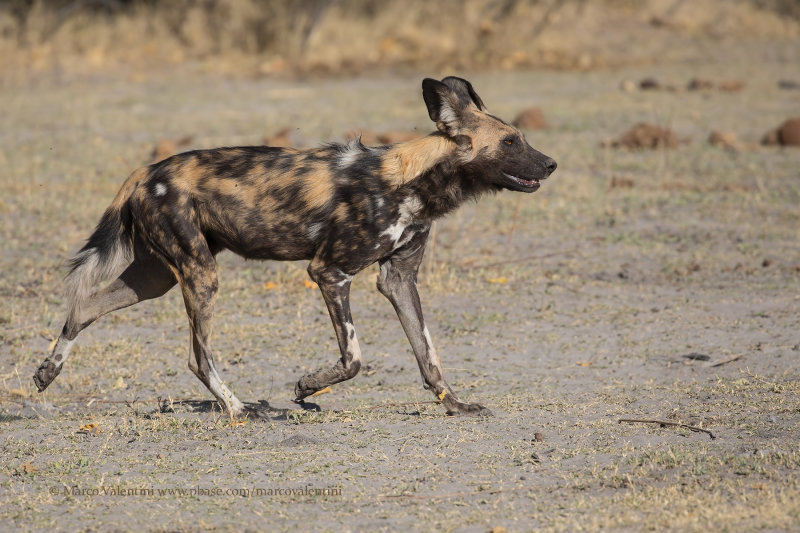 African Wild Dog - Lycaon pictus