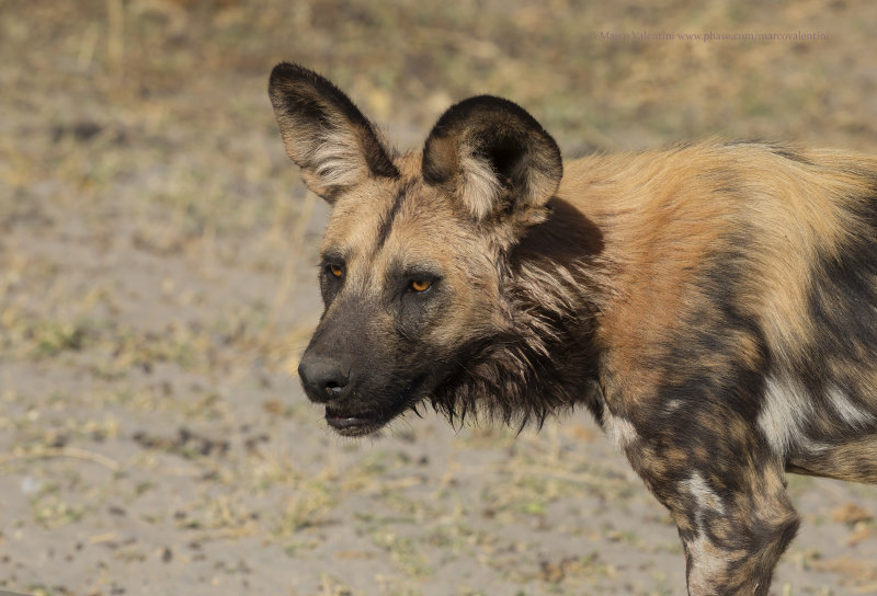 African Wild Dog - Lycaon pictus