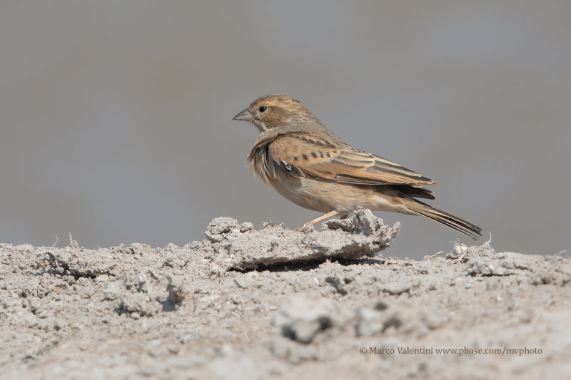 Lark-like Bunting - Emberiza impetuani