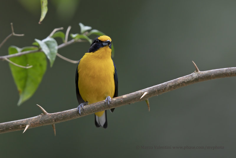 Violaceous Euphonia - Euphonia violacea