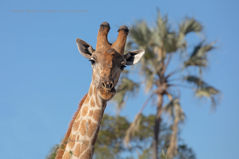 Giraffe - Giraffa camelopardalis angolensis