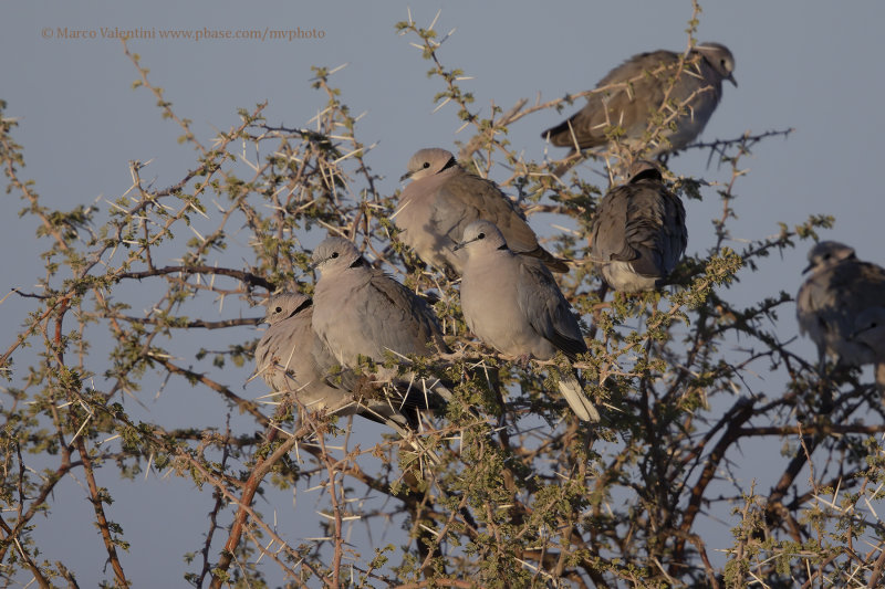 Cape turtle Dove - Streptopelia capicola