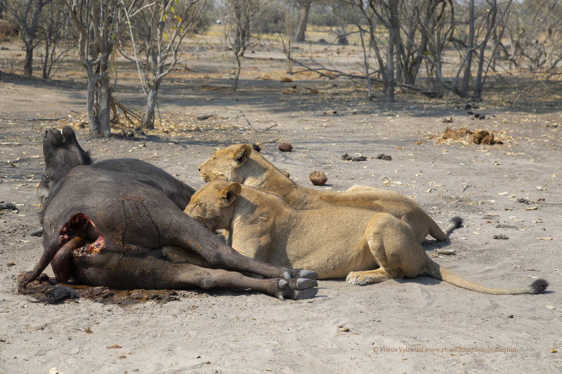 African Lion - Panthera leo