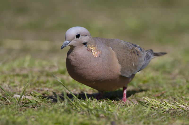 Eared Dove - Zenaida auriculata