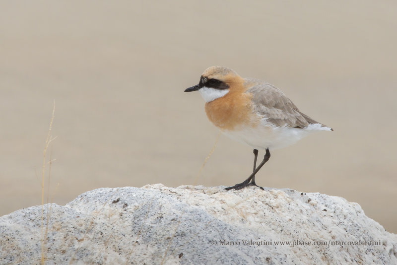 Tibetan Plover - Anarhynchus tibetanus