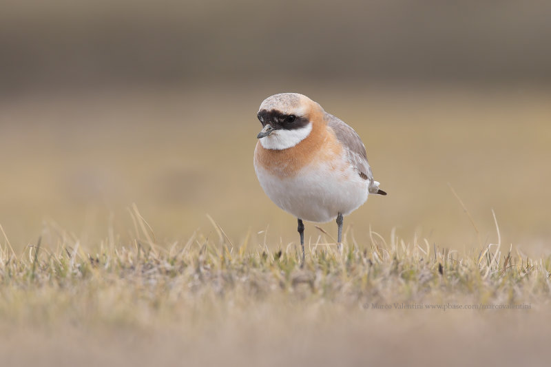 Tibetan Plover - Anarhynchus tibetanus