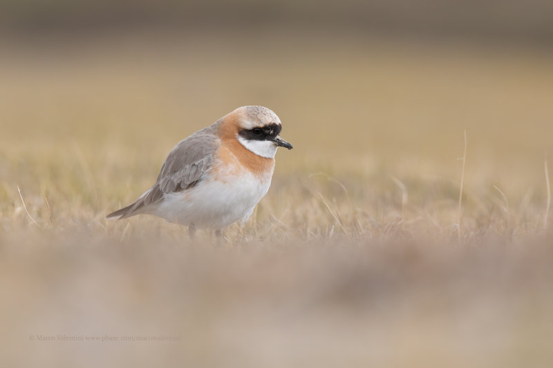 Tibetan Plover - Anarhynchus tibetanus