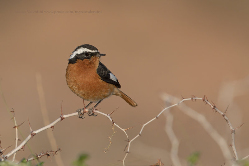 Moussiers Redstart - Phoenicuros moussieri