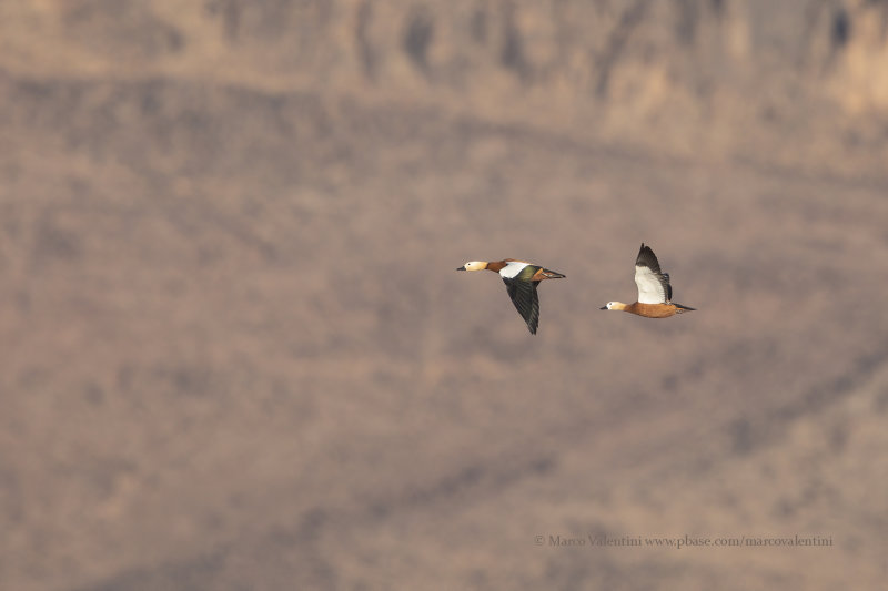 Ruddy Shelduck - Tadorna ferruginea