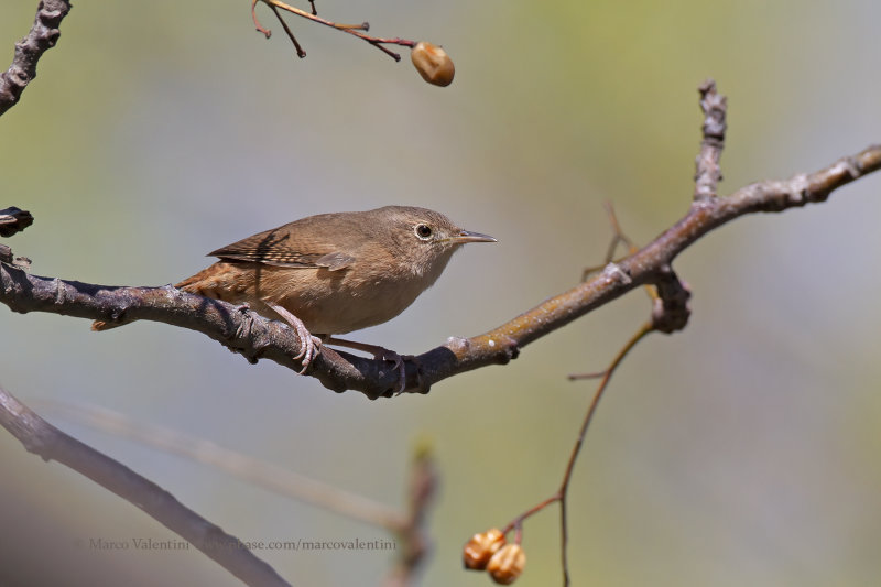 House Wren - Troglodytes aedon