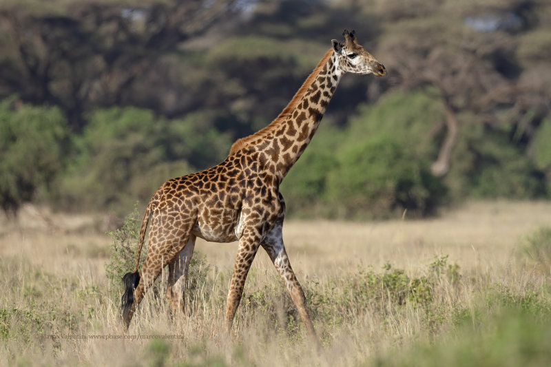 Masai Giraffe - Giraffa camelopardalis tippelskirchi