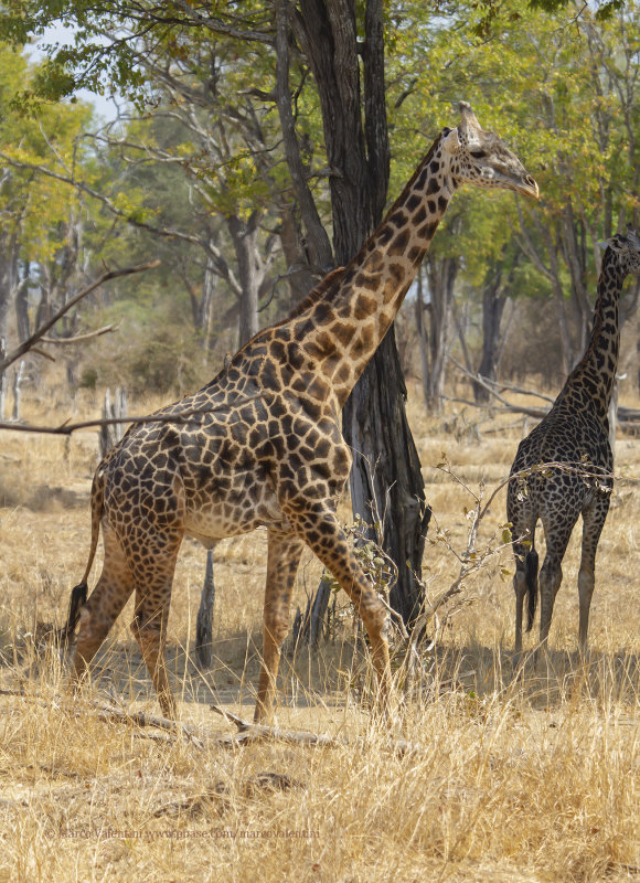 Rhodesian Giraffe - Giraffa camelopardalis thornicrofti