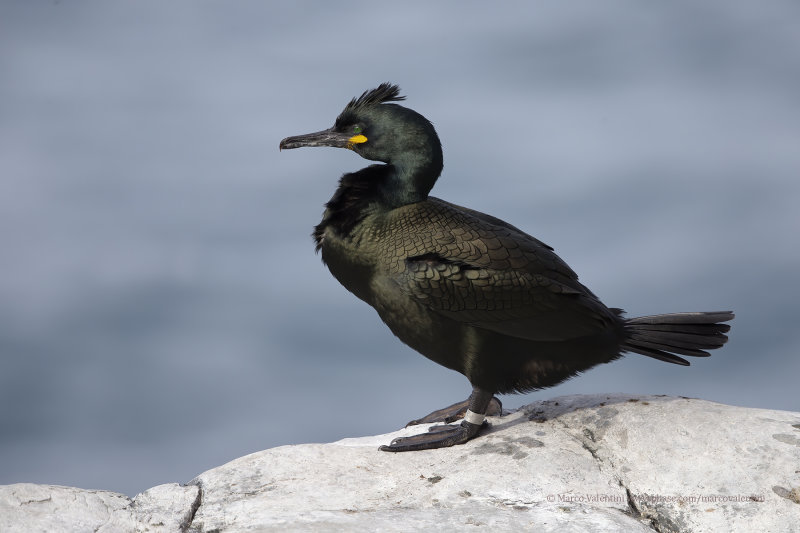 European Shag - Phalacrocorax aristotelis