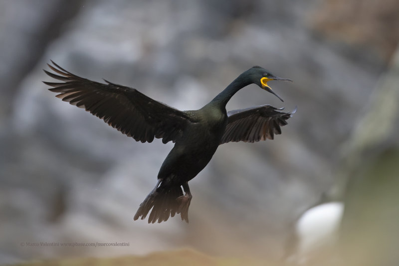 European Shag - Phalacrocorax aristotelis