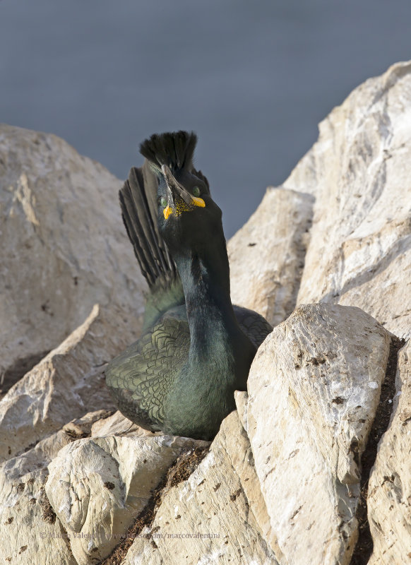 European Shag - Phalacrocorax aristotelis