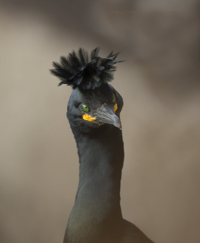 European Shag - Phalacrocorax aristotelis