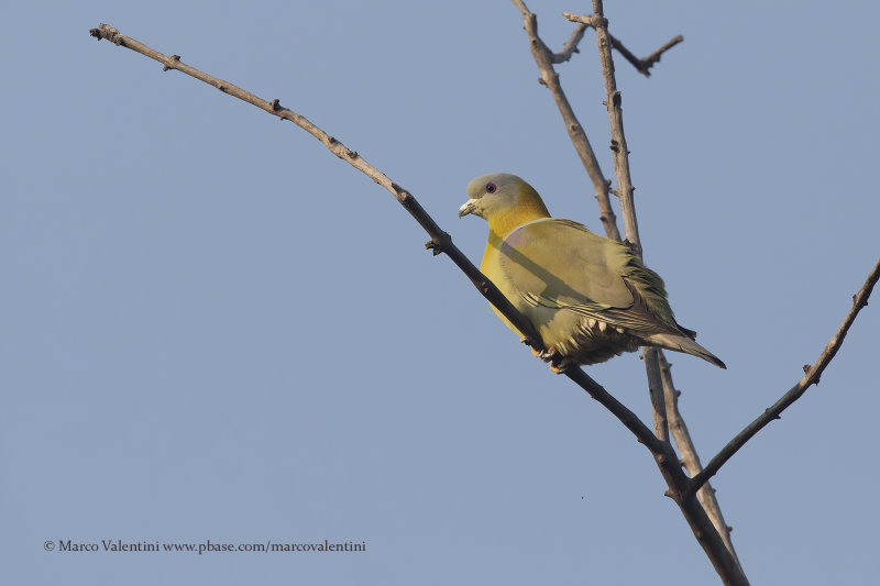 Yellow-footed green Pigeon - Treron phoenicoptera